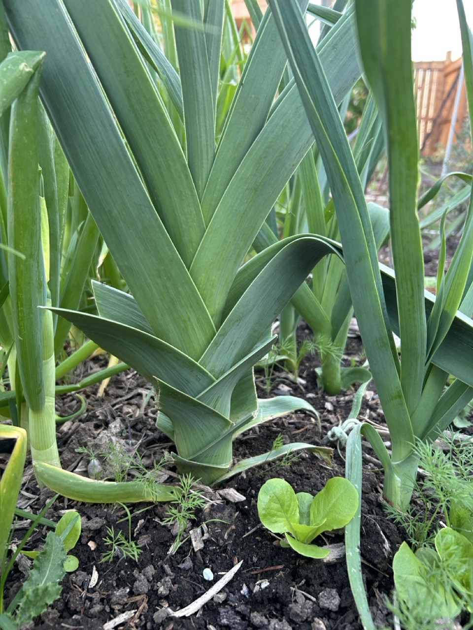 Starting Leeks Indoors: The Secret to a Successful Summer Harvest