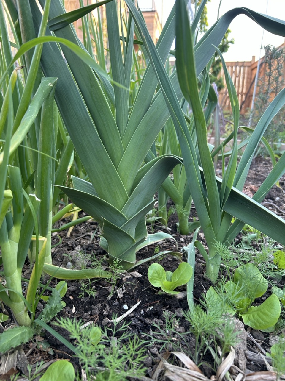 Alt Text: A large tall, green, fully grown leak ready to be harvested growing among the other vegetables.