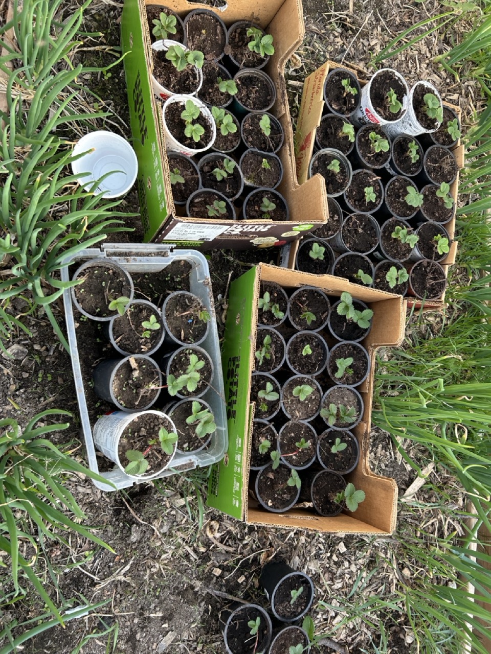 Alt Text: A set of strawbarries in container.  About 60 plants showing one to 2 leaves, stored in box trays so we can move them easily.