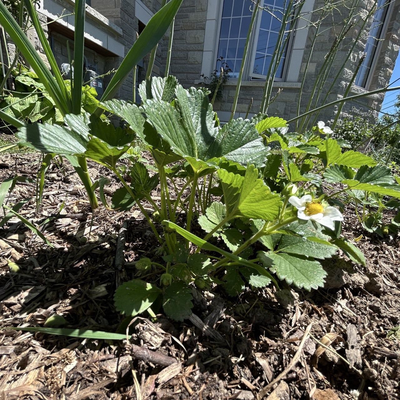 Alt Text: A close-up of a strawberry crown showing the delicate balance of planting depth: roots buried, crown at soil level, and leaves above.