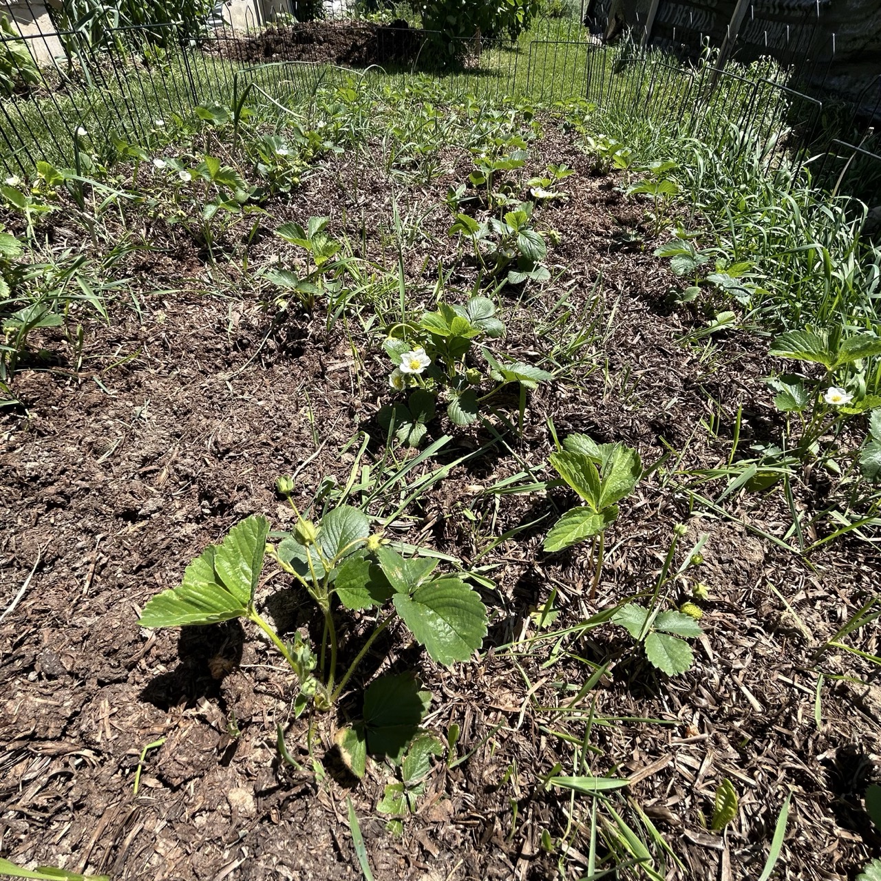 Alt Text: A long strawberry bed with plants well spaced out, about 60 plants all showing 2-4 green leaves with a mushroom compost and straw mix as mulch.