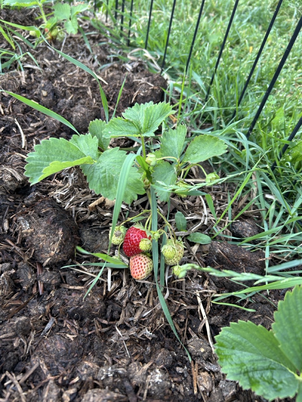 Planting Strawberries: A Sweet Spring Tradition for Your Garden