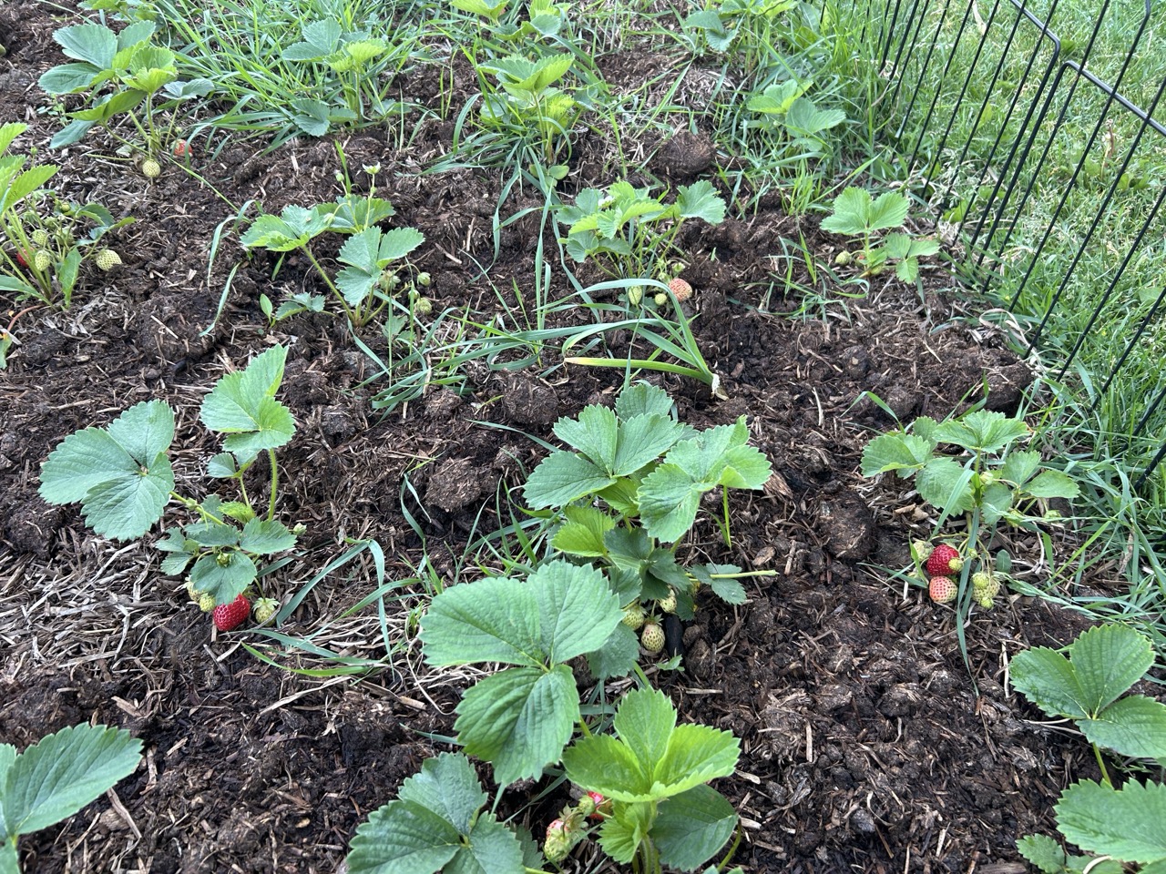 Alt Text: New Strawberry patch in the first year with it's first fruit.