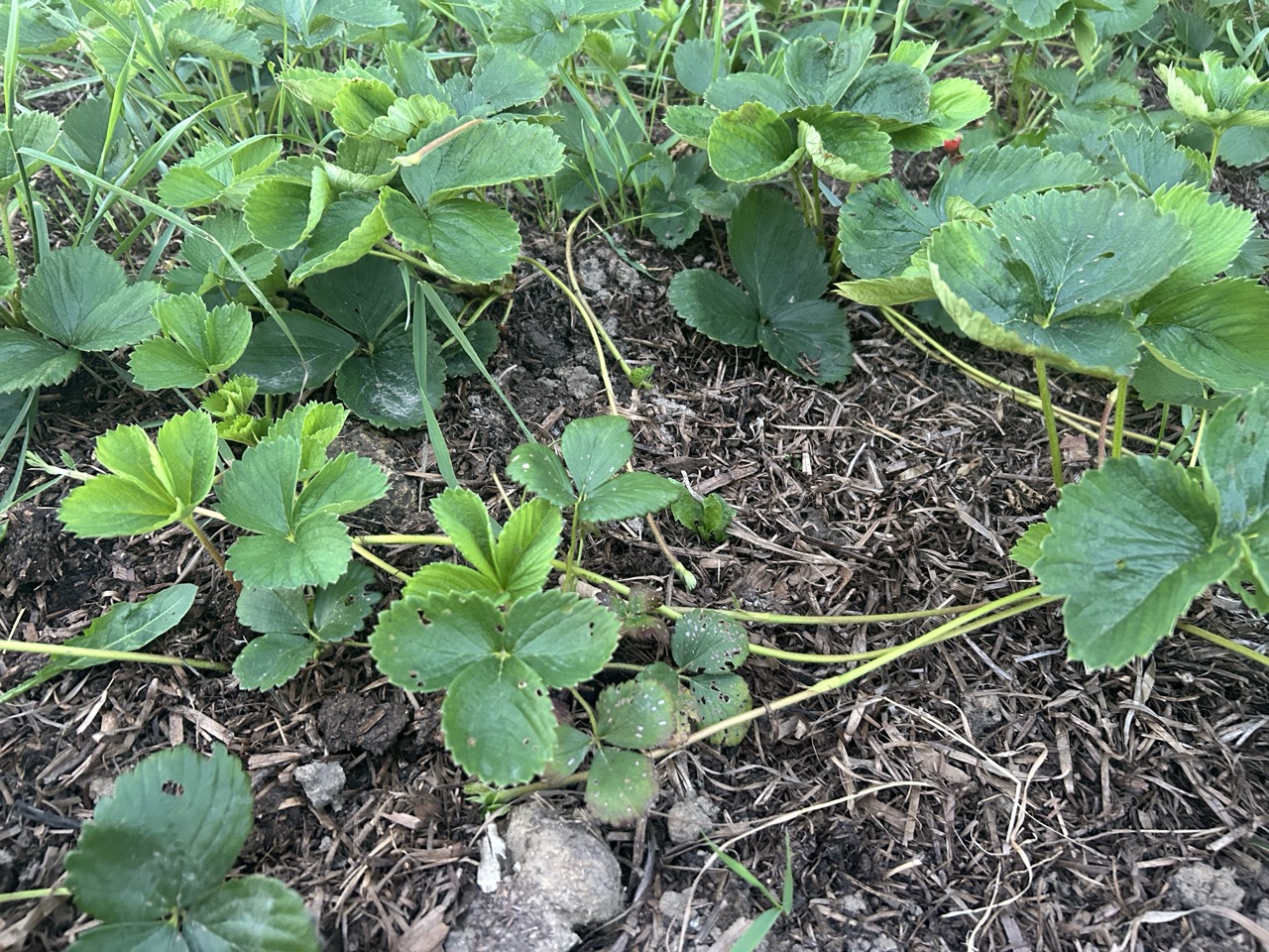Alt Text: A young strawberry plant sending out a long "runner" with a tiny new plantlet starting to form at the end.