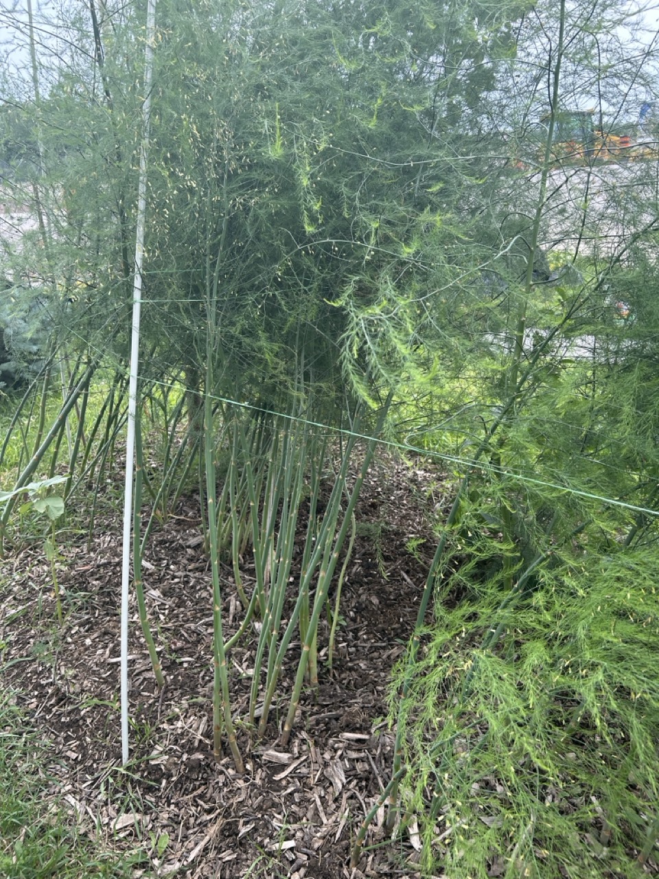 Alt Text: A photo of Asperagus stalks in bushy form.
