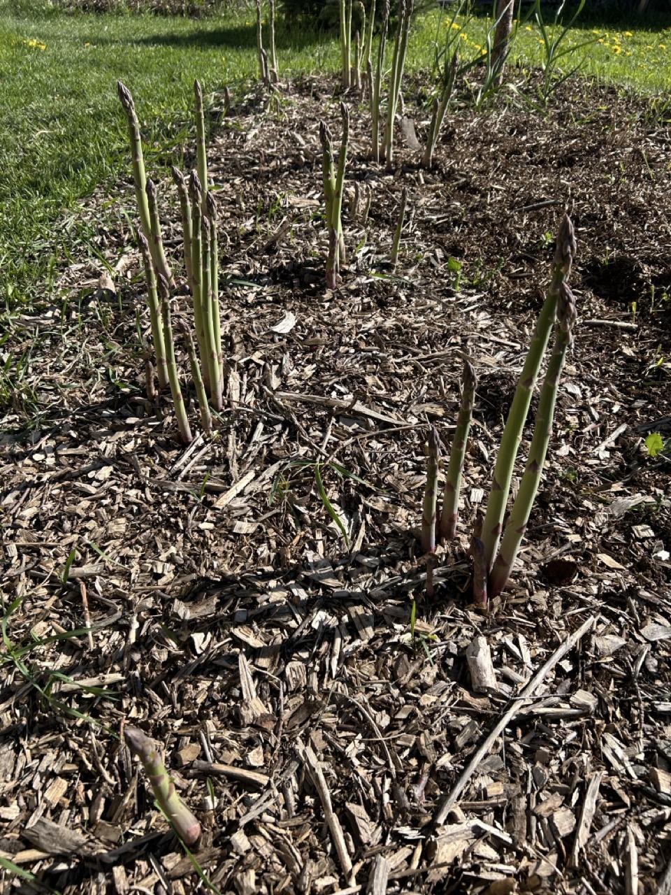 Planting Asparagus for Spring Harvests: The 20-Year Garden Investment