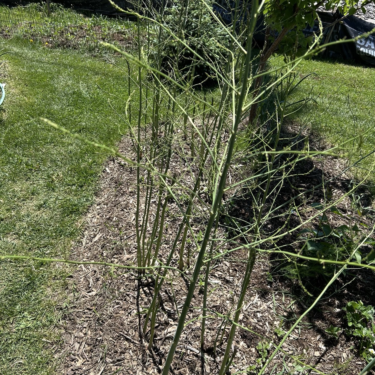 Alt Text: A photo of Asperagus stalks not harvested, growing out into their bushy form.