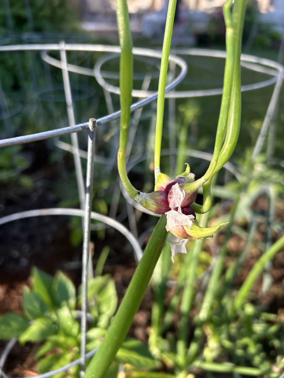 Growing Egyptian Walking Onions: The Perennial Wonder of Your Garden