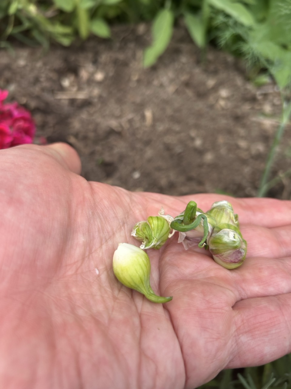 Alt Text: Egyptian walking onion seeds.