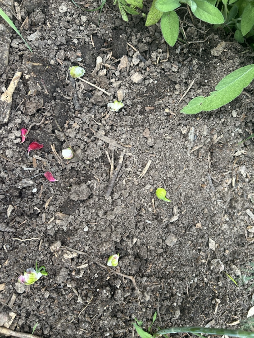 Alt Text: egyprian walking onion seeds thrown onto the ground, these will sprout on their own as is, or they can be barried.