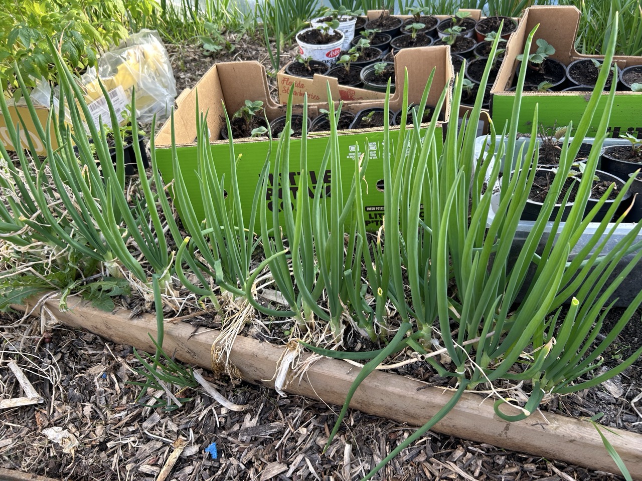Alt Text: A close-up of Egyptian Walking Onion in the spring, showing early onion chives just like the ones you get at the store.