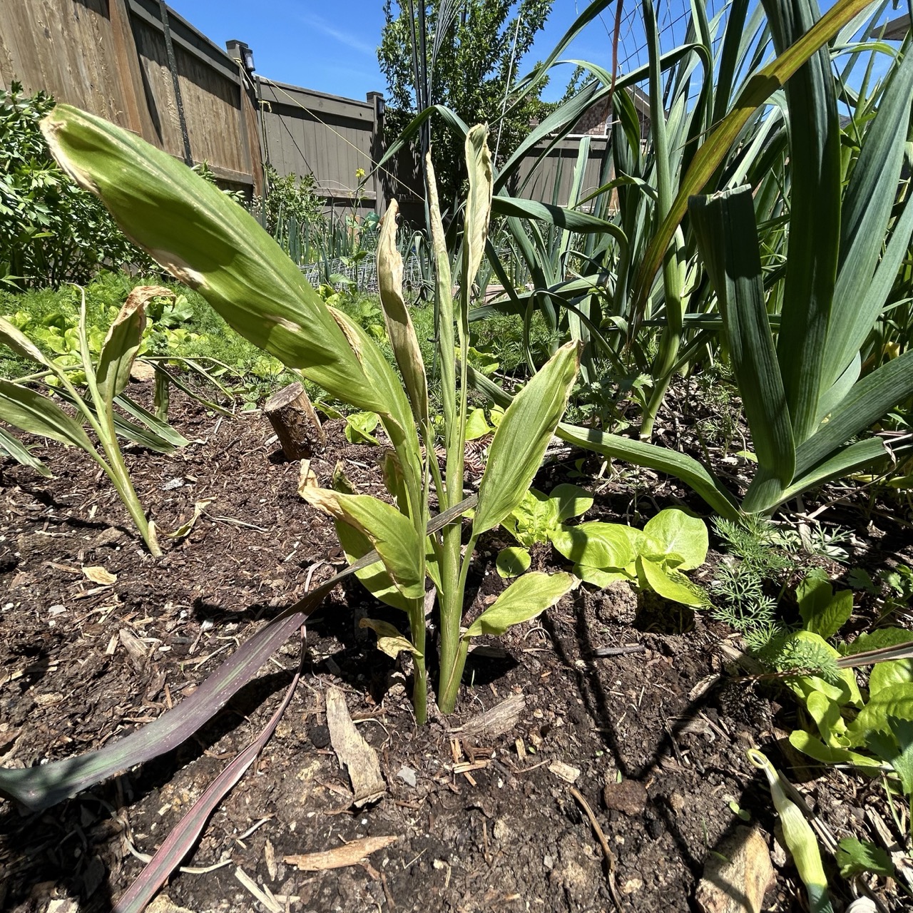 Already tried growing ginger in Zone 6, you’re ready for the next level: Turmeric
